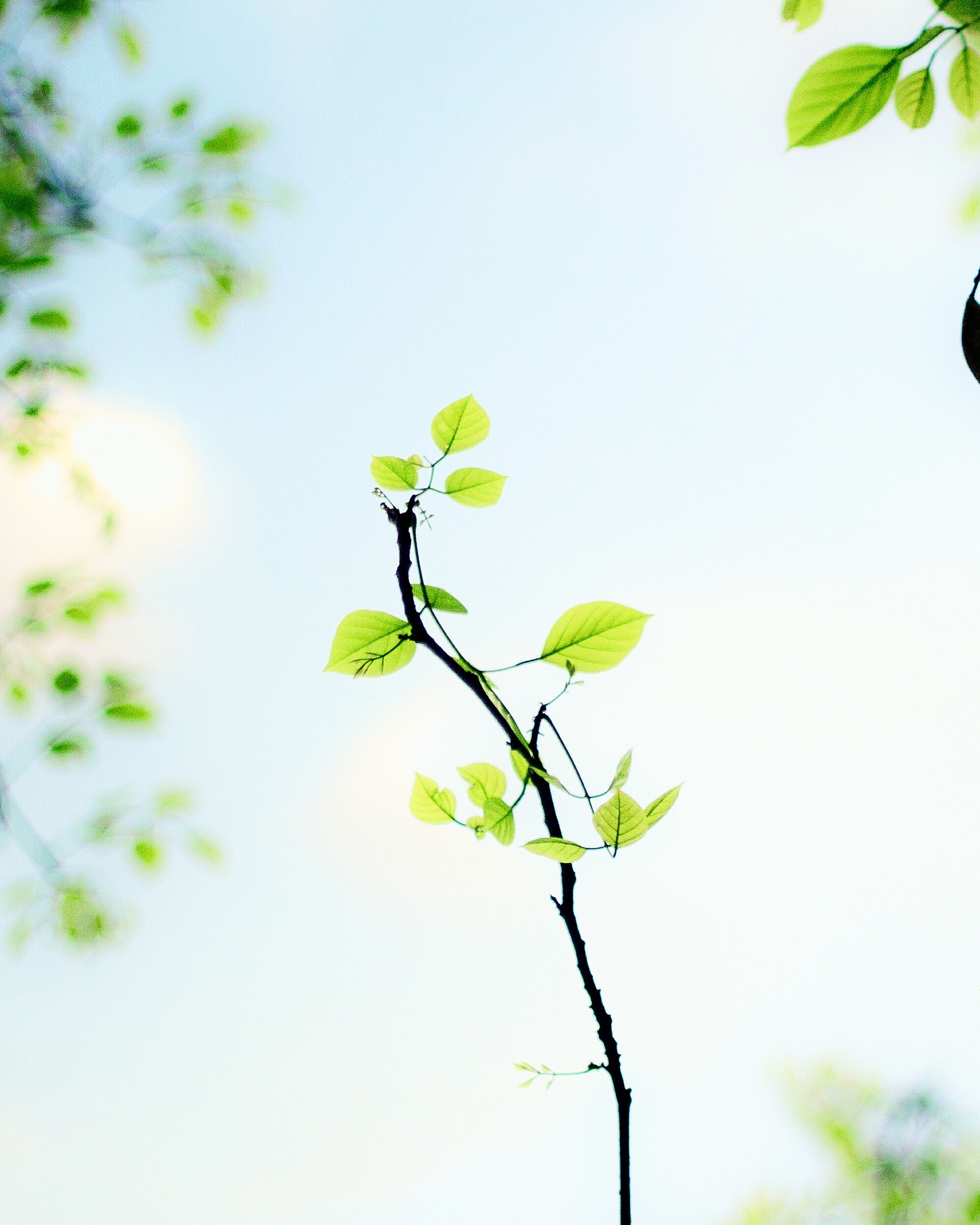 picture of a twig with green leaves against a blue sky background. The twig is in focus while several tree branches in the background have been heavily blurred. the photo has been heavily brightened so that the green leaves and light blue are all very bright.