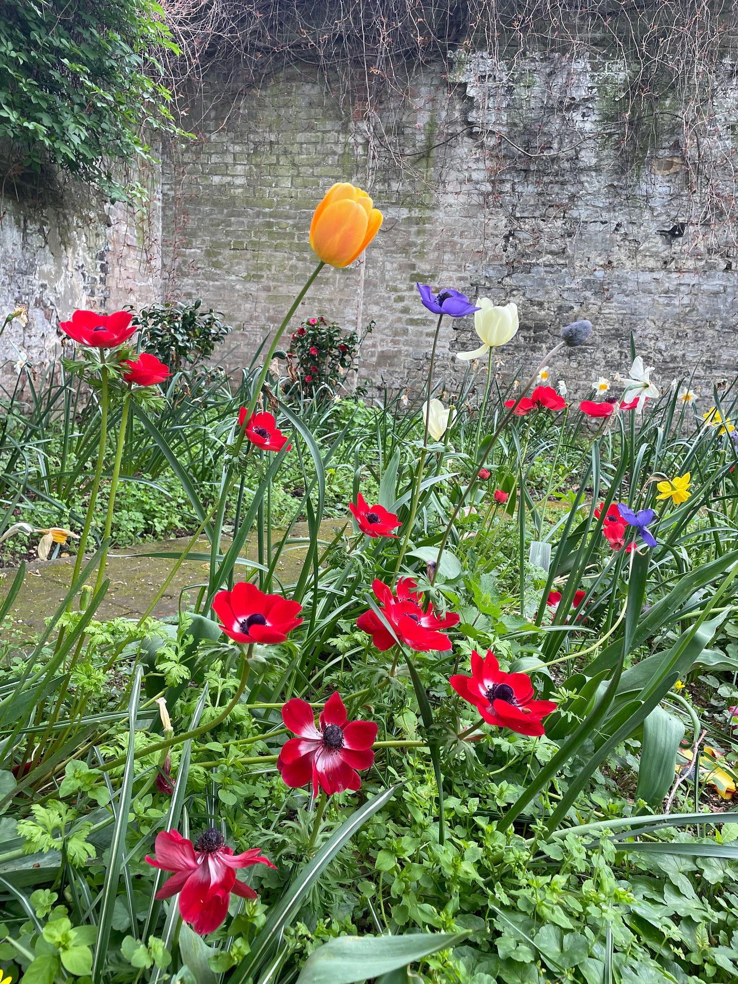 A patch of spring flowers in reds, yellow, white and purple in a walled garden