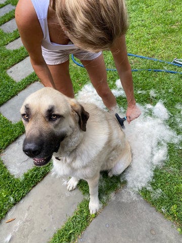 Large Dog shedding, brushing large dog, Anatolian Shepherd. Dog Photographer Ron Schmidt
