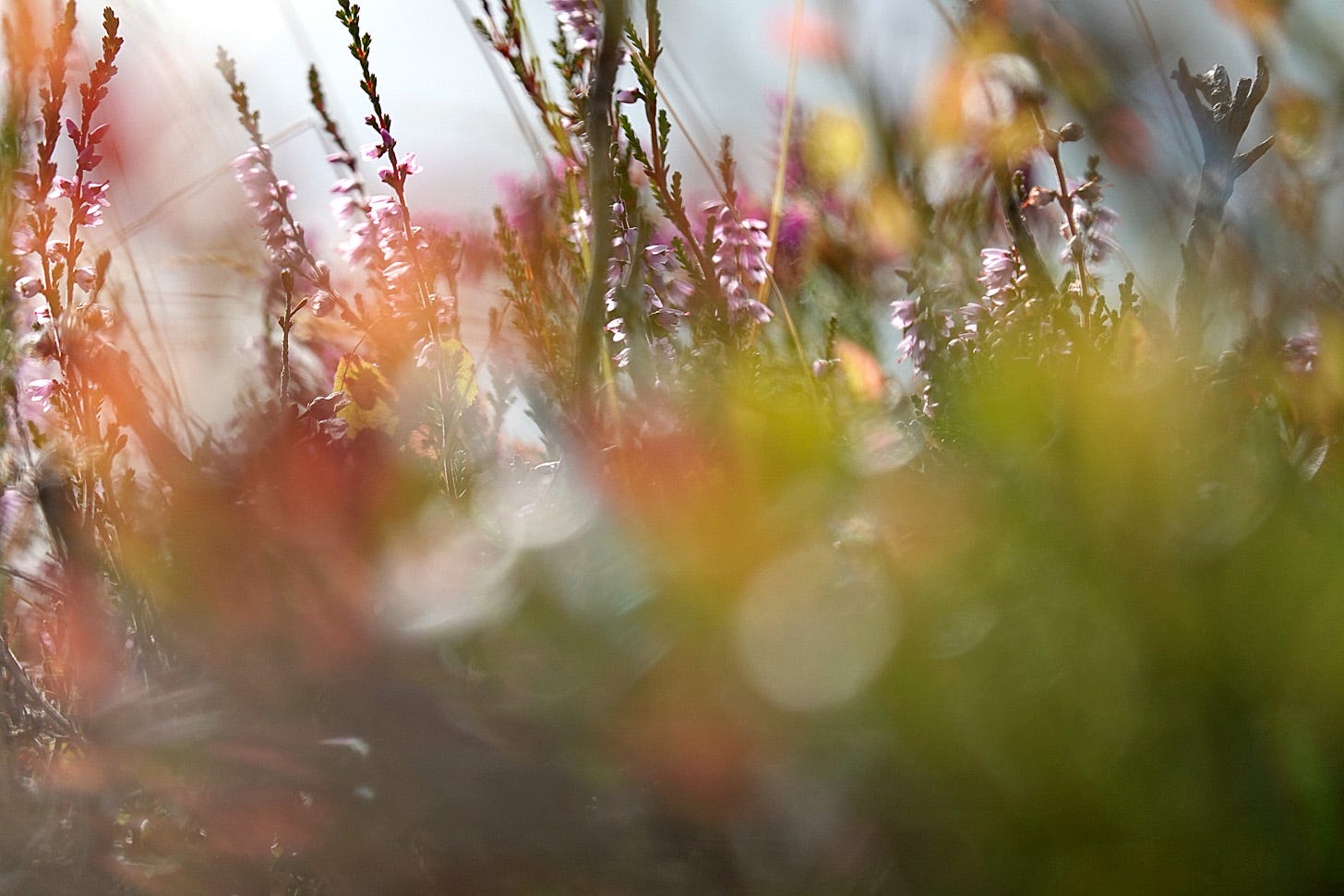 From the moors of Grampian, Scotland: pale purple flowers of king (Calluna vulgaris) amid the autumn tinted leaves of blaeberry (Vaccinium myrtillus)