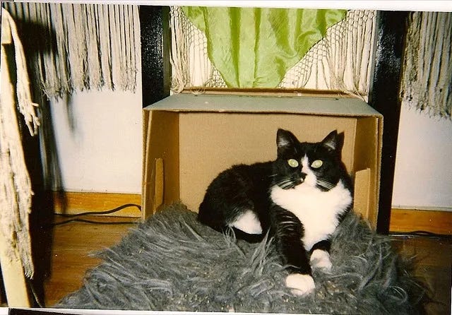 A photograph of a tiny perfect black and white cat in a box under a table.
