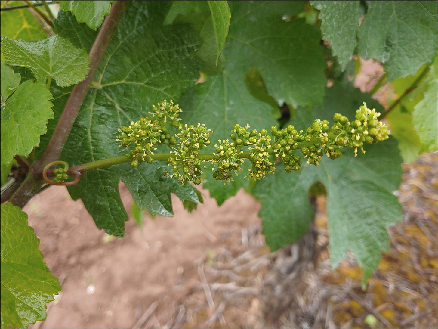 Dijon clone Pinot Noir cluster flowering.