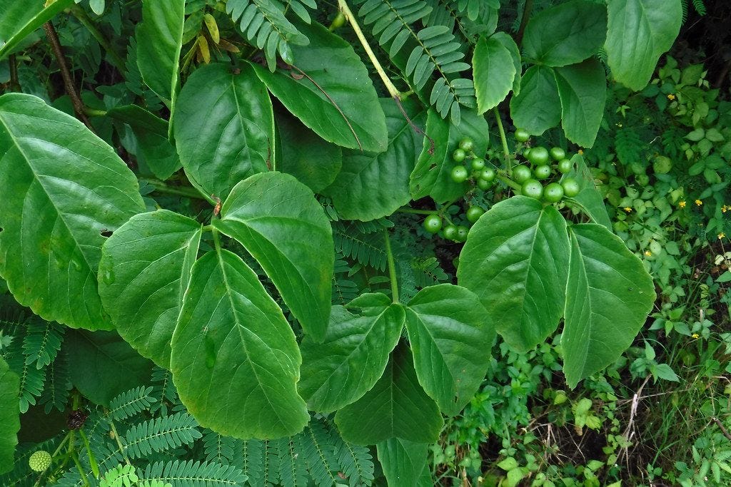 Cayratia trifolia [Foliage - flickr].jpg