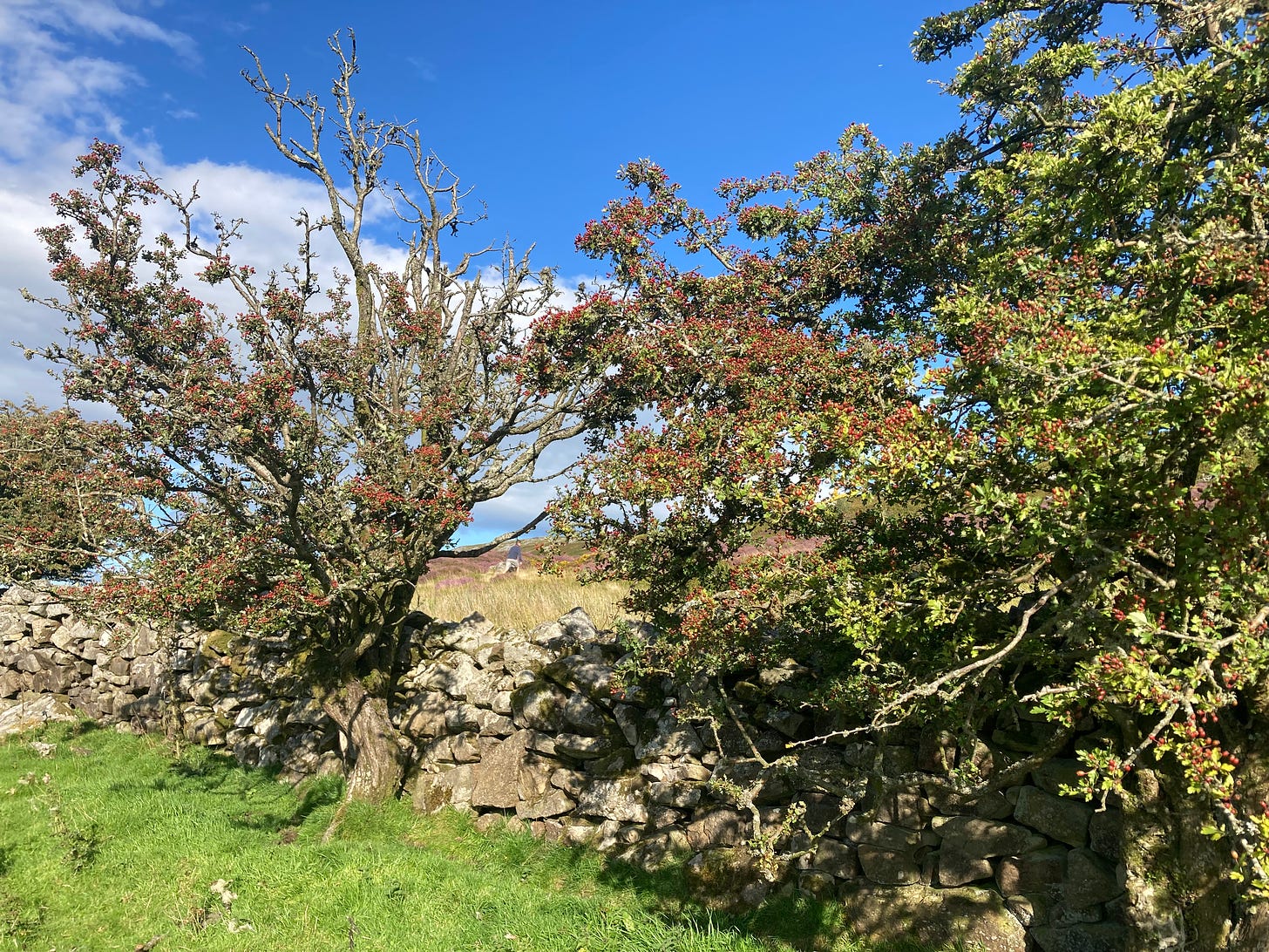 Ancient Hawthorn trees in Wales