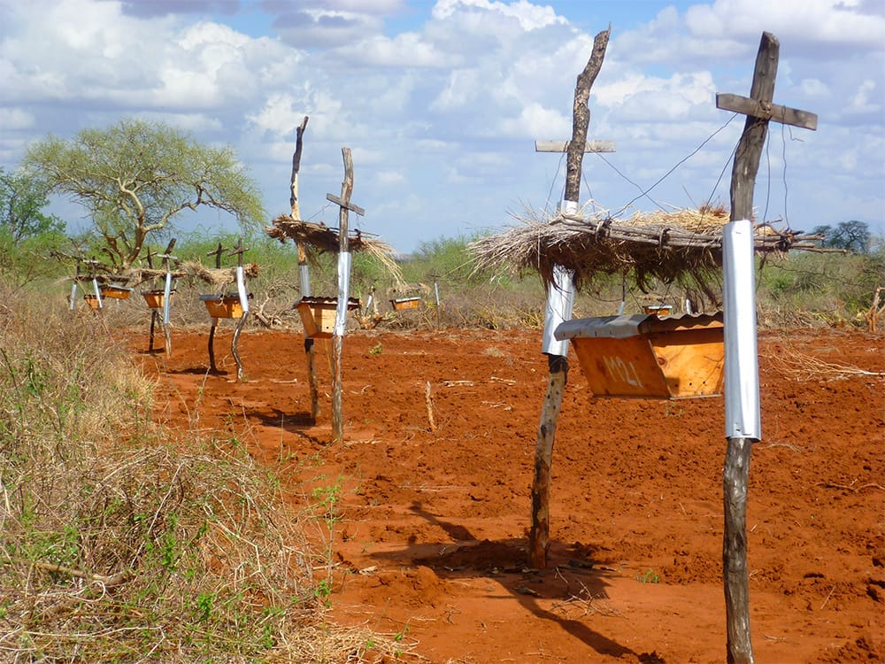 Beehive Fences in East Africa Protect Farms from Elephants — Colossal