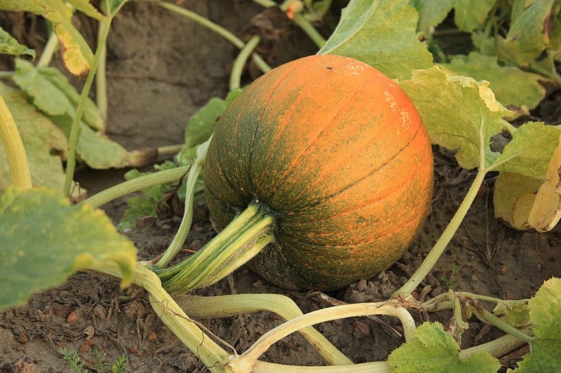 File:Pumpkin on vine (48828925241).jpg