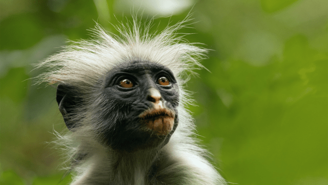 Apple TV+ will feature never-before-seen footage of rare and remarkable animal behaviors like this colobus monkey in “The Secret Lives of Animals,” debuting December 18, 2024.