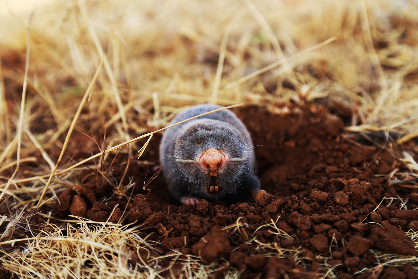 Photo of a mole, as in the animal