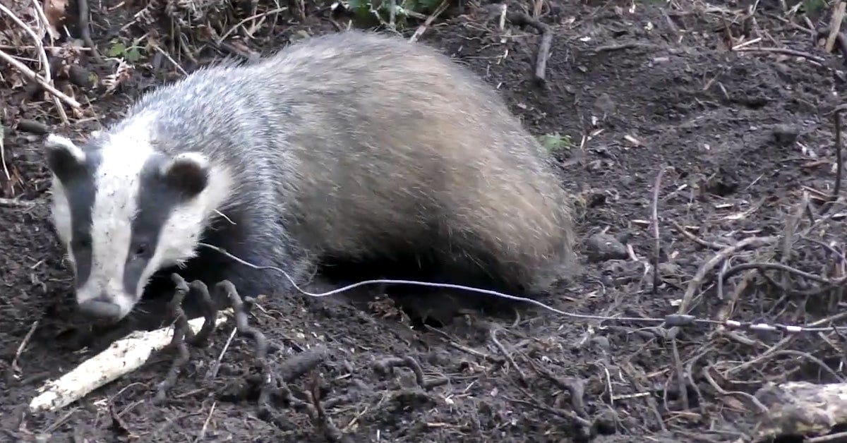 Badger caught in a snare on Moscarr Estate