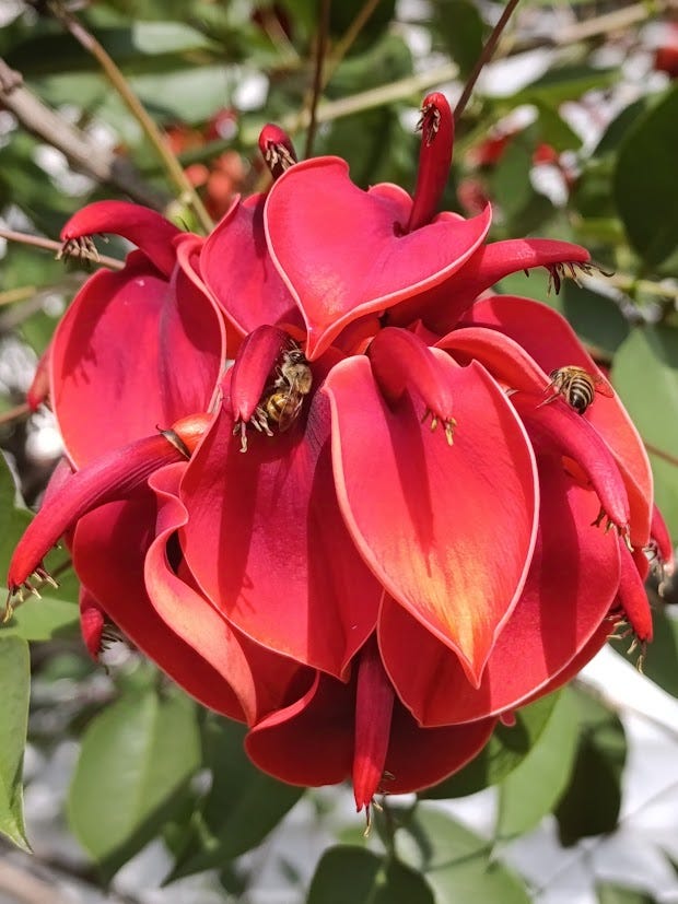 Cluster of red tree flowers and a local bee species, from Medellín.