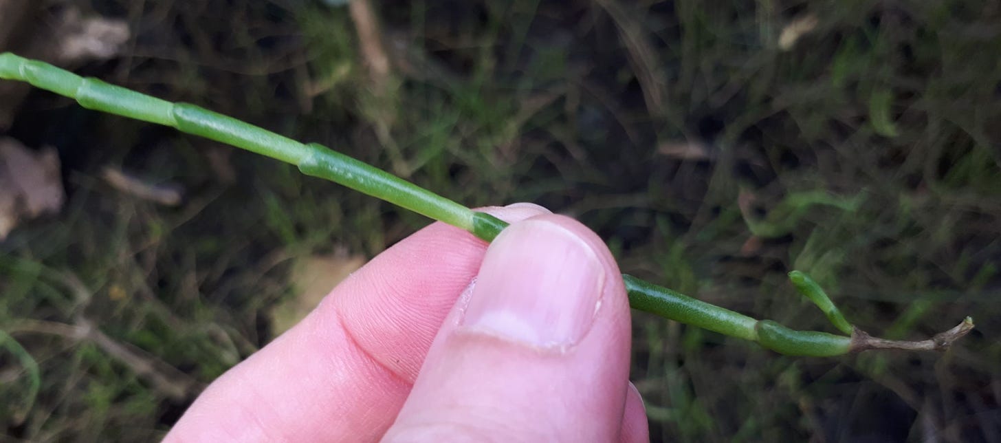 Sarcocornia quinqueflora [stem] sml.jpg