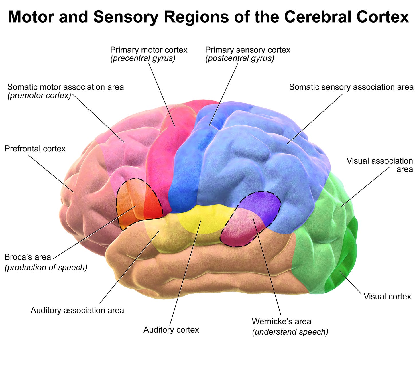 A colour diagram of the brain showing the left hemisphere in lateral view detailing the motor and sensory regions of the cerebral cortex