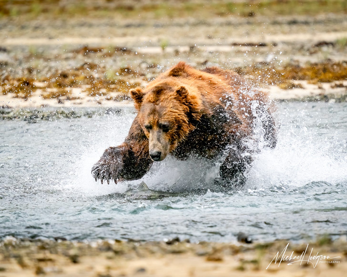 Photo of a coastal brown bear charging through water after a salmon.