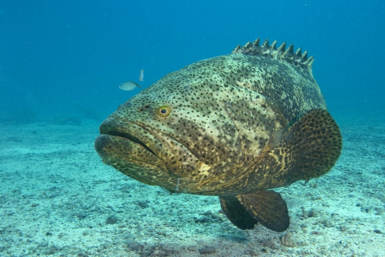 Jewfish Redux: Trump urged to restore the name and reverse a woke insult to Israel and Judeo-Christian heritage. The Goliath Grouper must go.