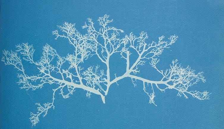 Anna Atkins's cyanotypes: the first book of photographs | Natural History  Museum