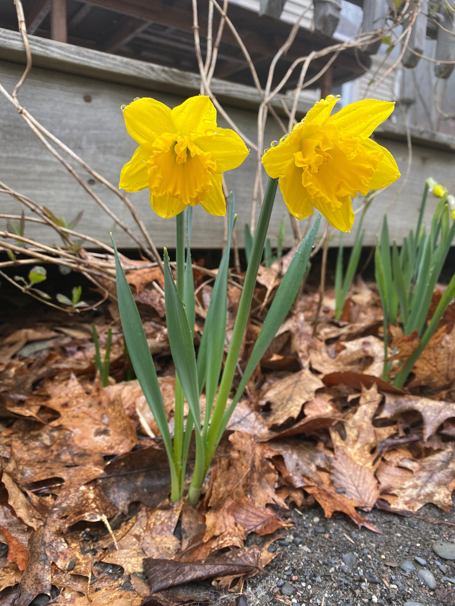 Two bright yellow daffodils blooming in front of my porch.