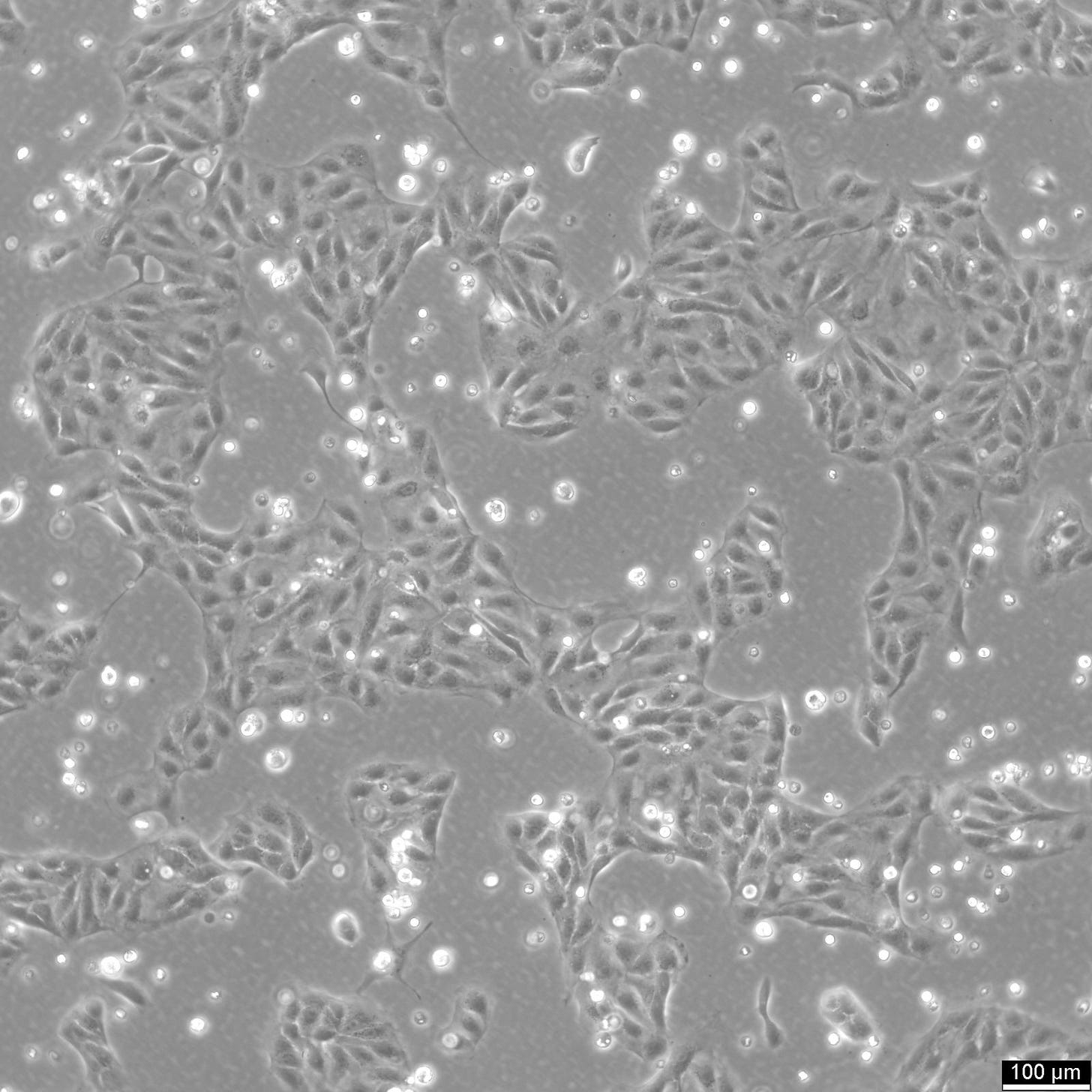 MDCK-II Cells