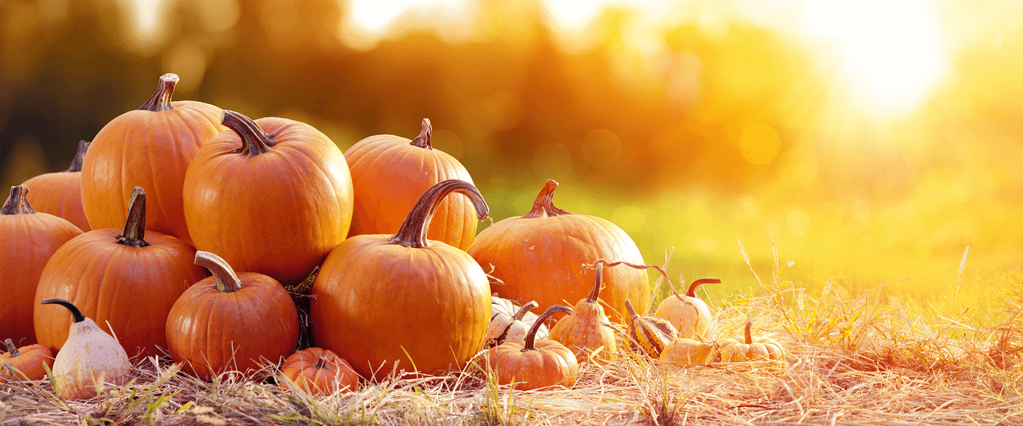 Pumpkins stacked in straw in a field.