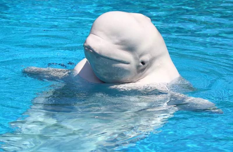 A beluga whale looking chill as hell.