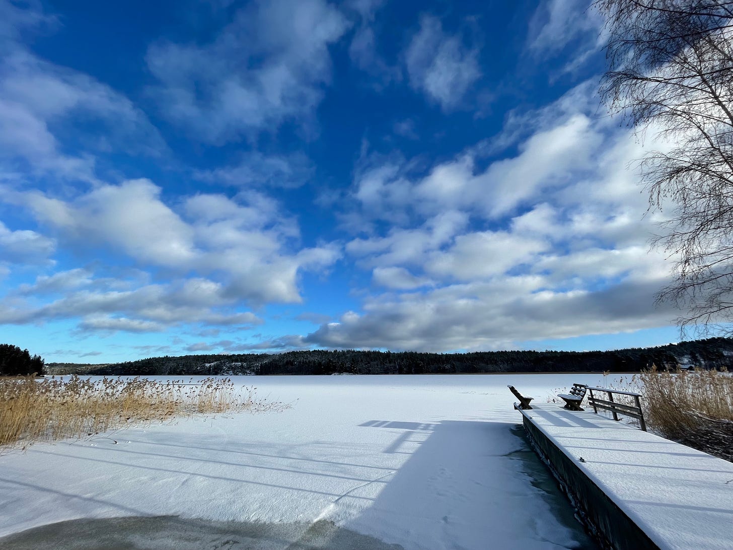 Snow covered frozen bay in foreground, with jetty to the right, dried reeds to the left, forest in the middle ground and a big blue sky dotted with fluffy wispy clouds