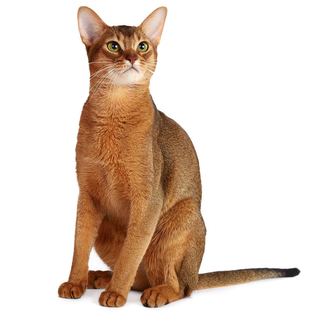 Abyssinian Cat Breed Information | Purina