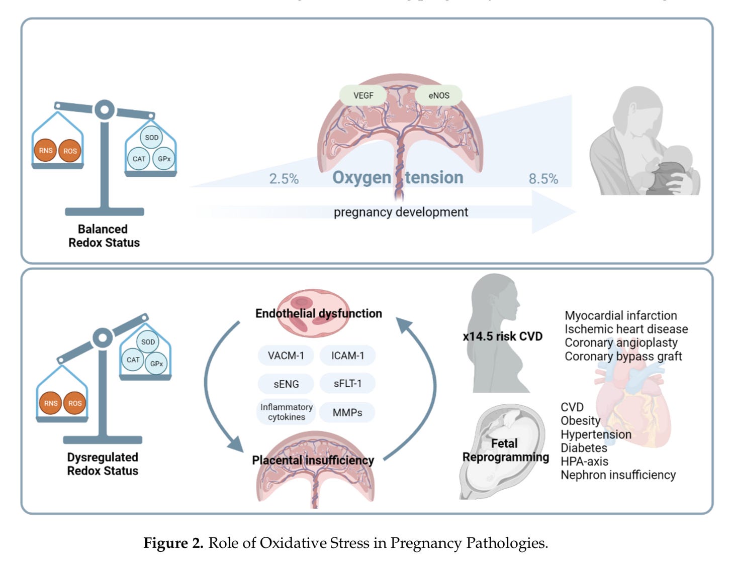 graphic describing the role of redox in the pregnancy pathologies