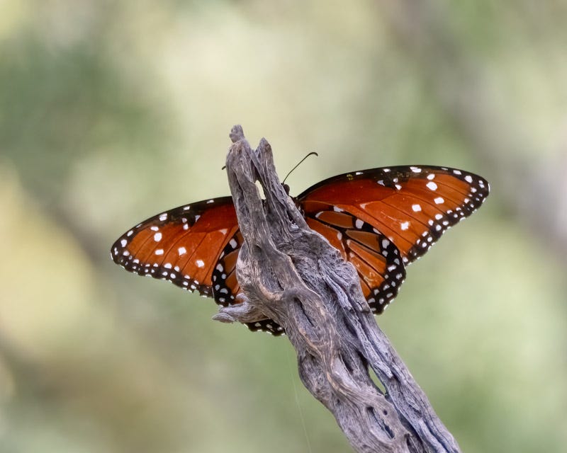 20240821-mby-199-Edit.jpg
