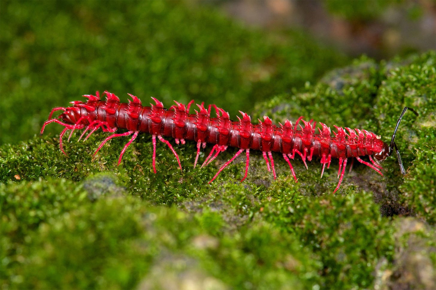 a pink dragon millipede