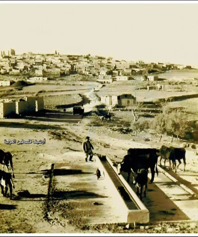 Lubya | Our Palestine