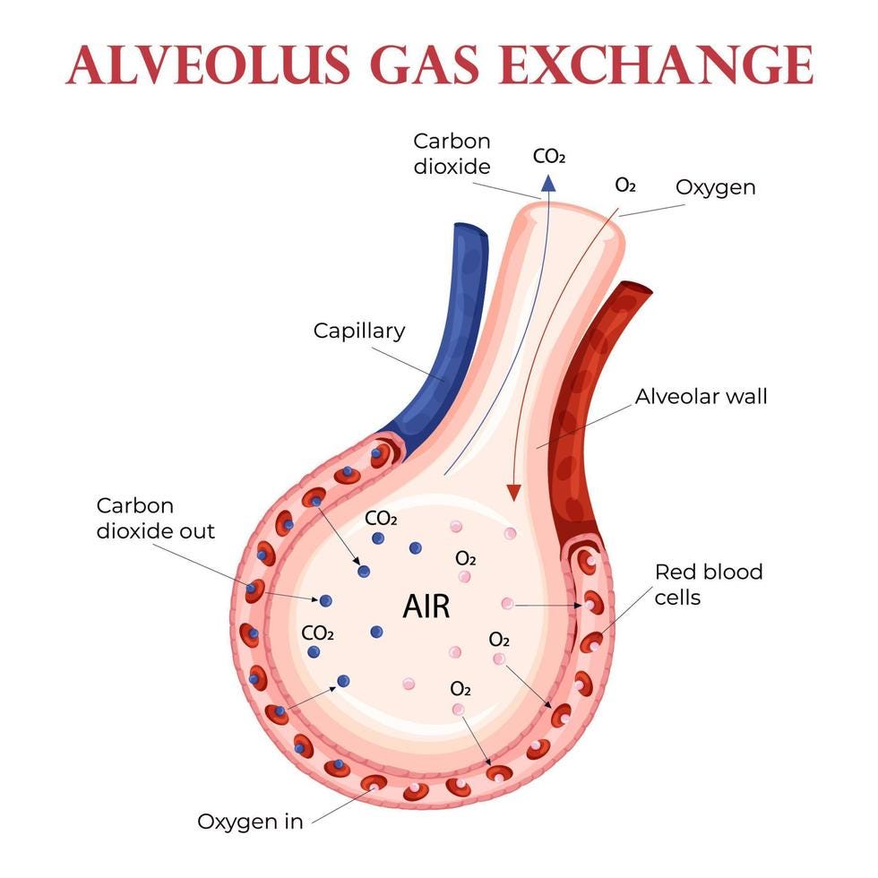 Oxygen and carbon dioxide exchange in alveolus with erythrocytes 16069877  Vector Art at Vecteezy