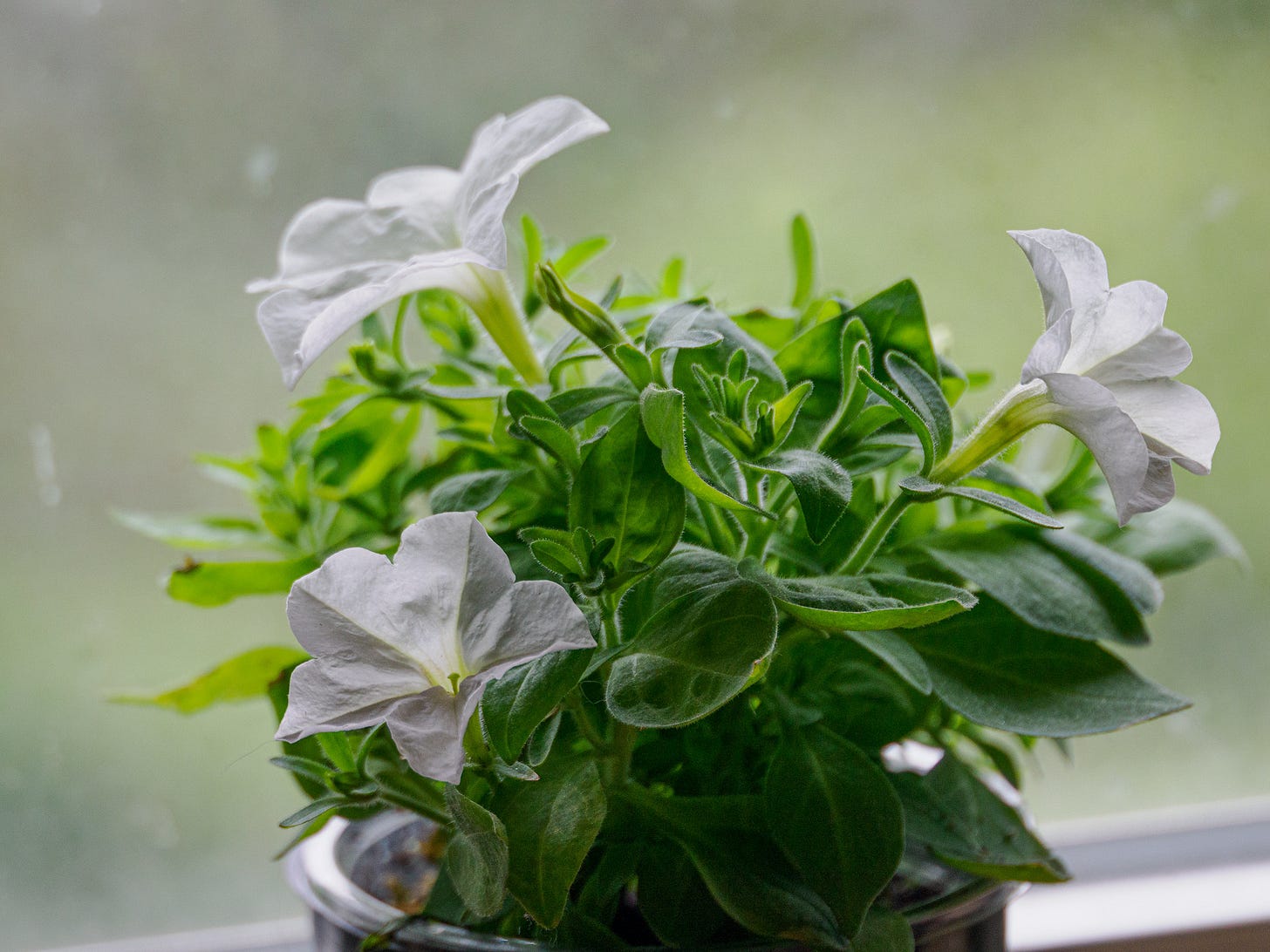 Petunia plant