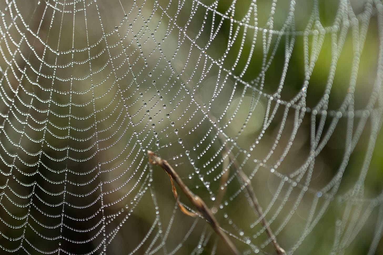 dew on the spiderwebs