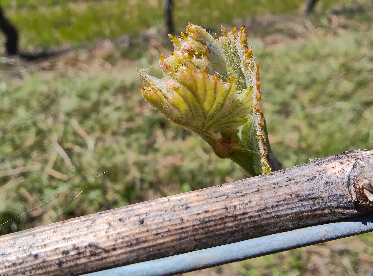 Pinot noir bud break, mid-April.