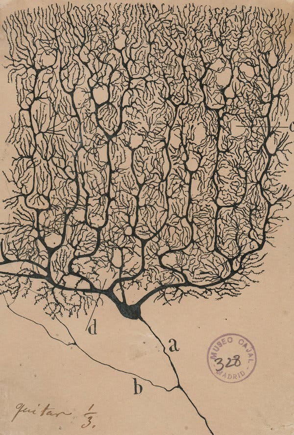 “Purkinje neurons from the human cerebellum,” an 1899 drawing.