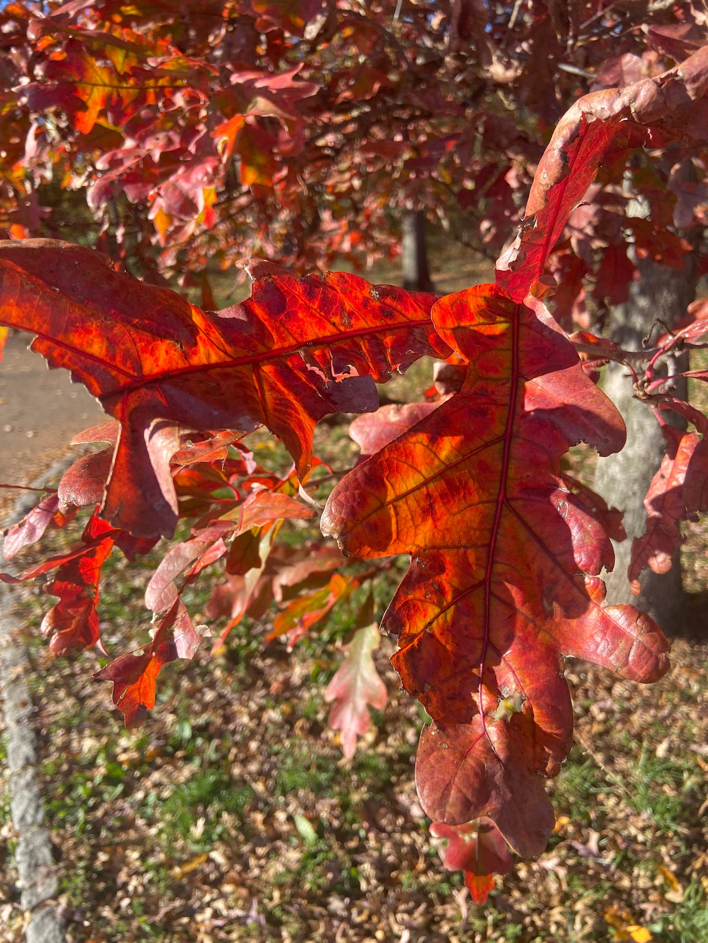 closeup picture of vibrant red leaves on the branch of a tree in Central Park. dried up, tan and yellow leaves cover the grassy lawn.