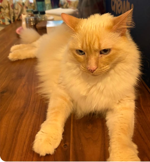 magnificent white floof stretched out on the table