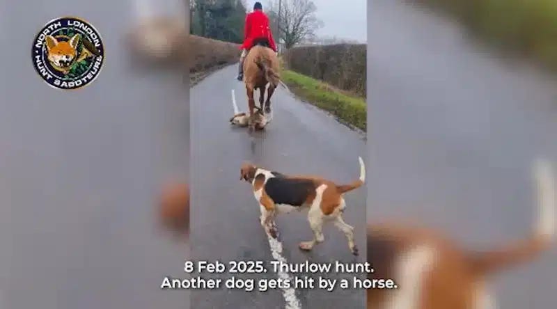 Thurlow Huntsmen Tramples hound, credit: North London Hunt Sabs, 8/02/25.