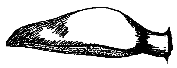 Transparent illustration of fistulina hepatica