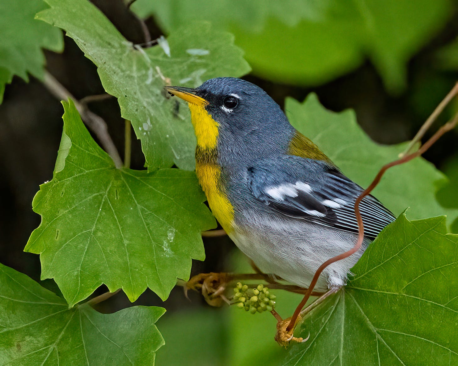 A northern parula warbler perches in a leafy tree. He is mostly blue with a yellowish green patch on his back, a yellow throat and chest, and a yellow lower beak.