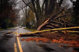 Estrada bloqueada com fita adesiva ao redor da árvore caída criada com ia  generativa | Foto Premium