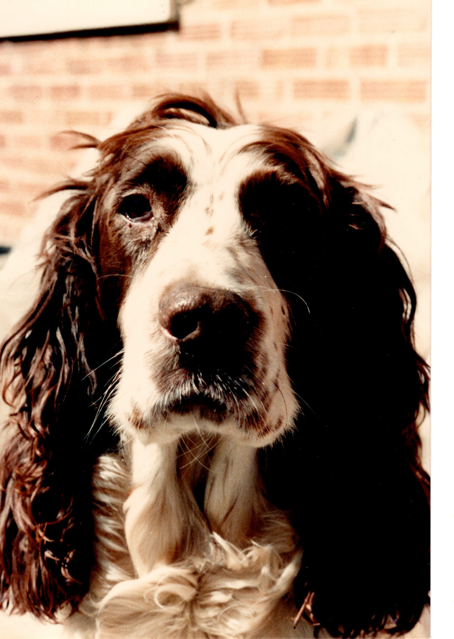 A brown and white Springer Spaniel hound