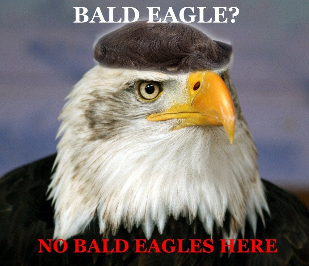 what bald eagle? : funny