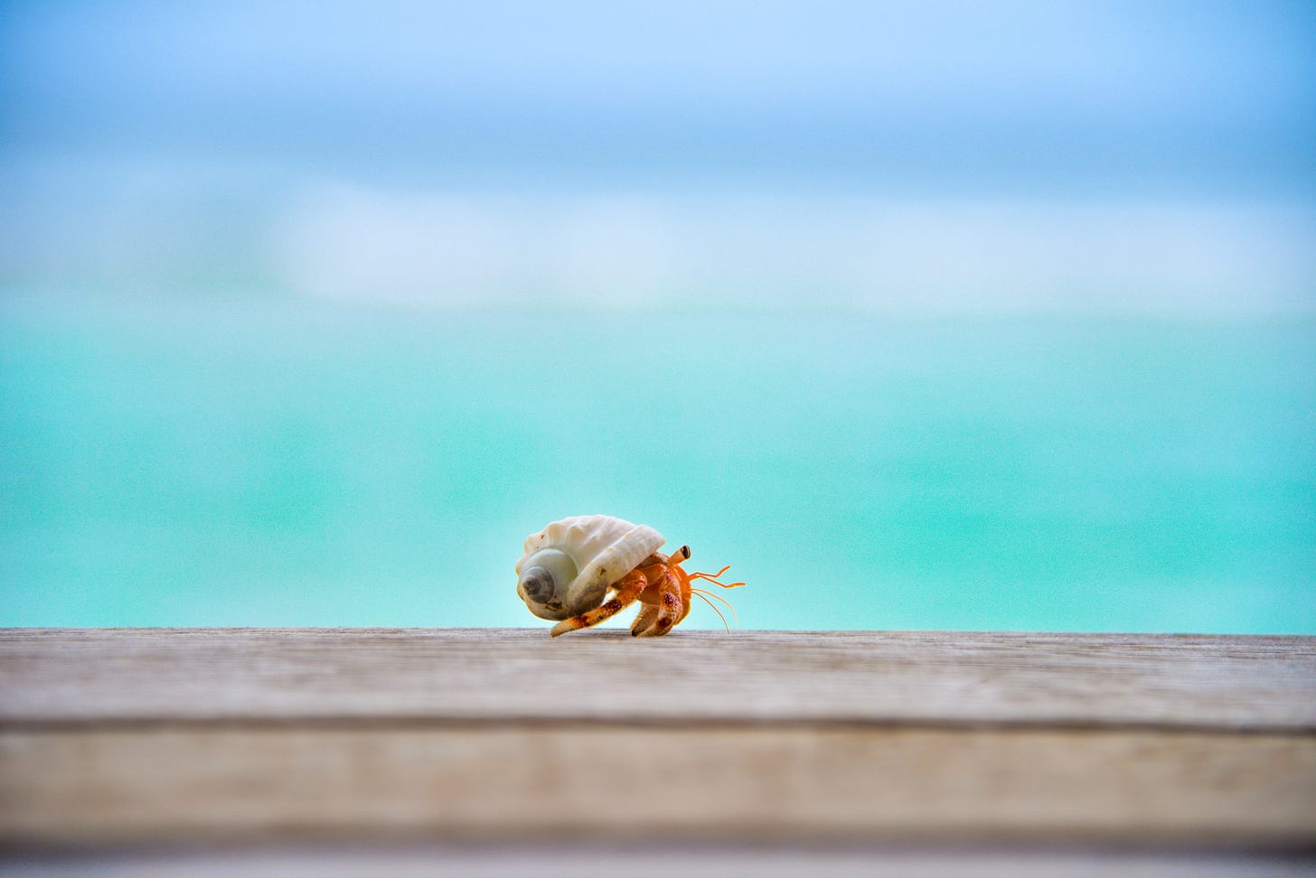 Photograph of a very cute hermit crab walking along a wooden boardwalk with the sea and sky in the background.