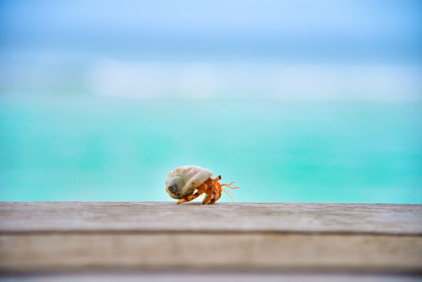 Photograph of a very cute hermit crab walking along a wooden boardwalk with the sea and sky in the background.