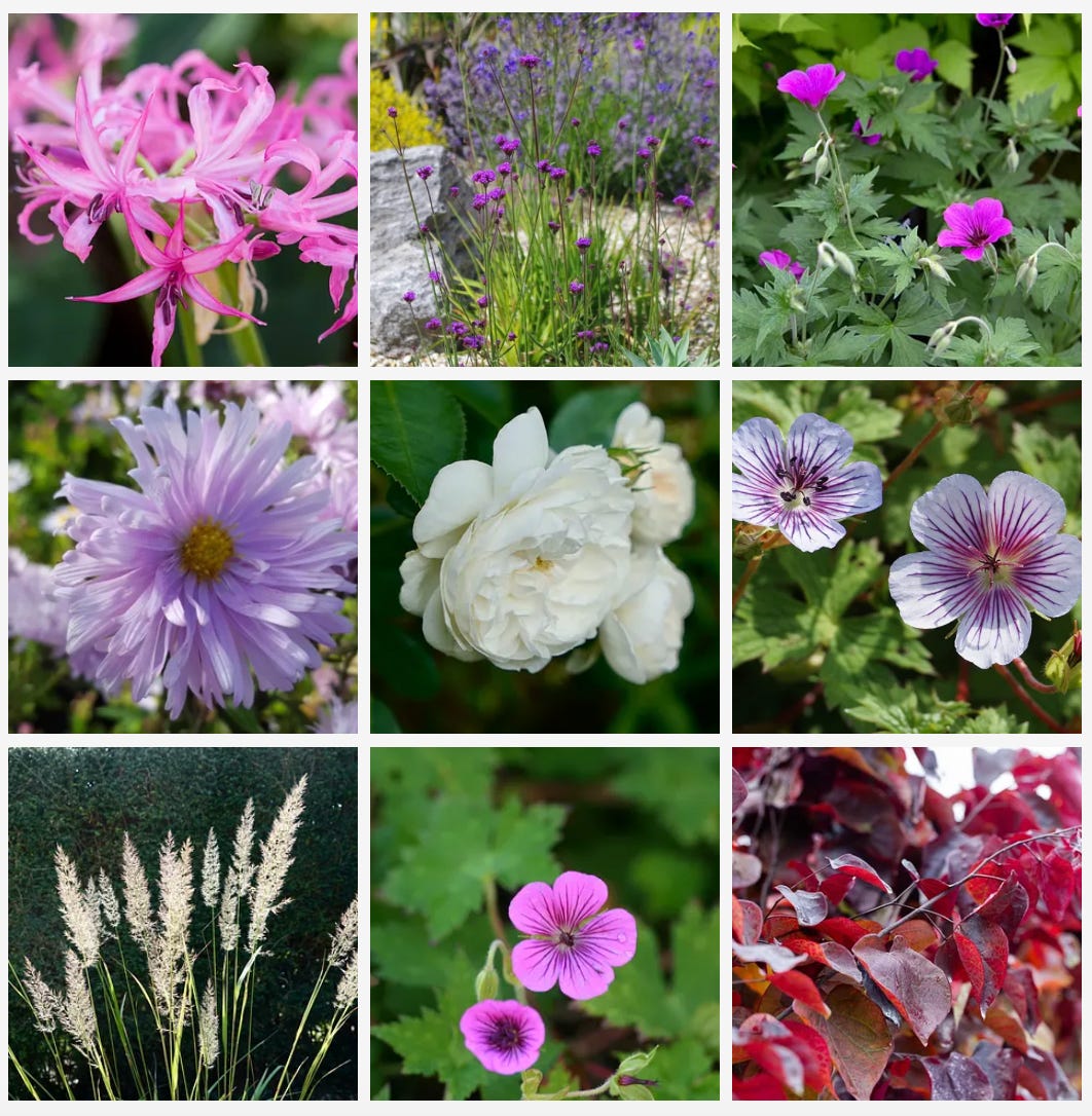 pretty plants in a cottage garden