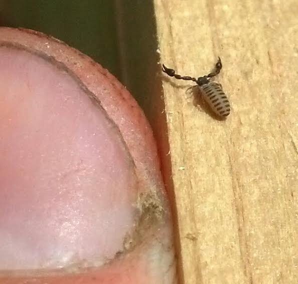 A thumbnail for scale alongside a pseudoscorpion with two clawlike pincers. 