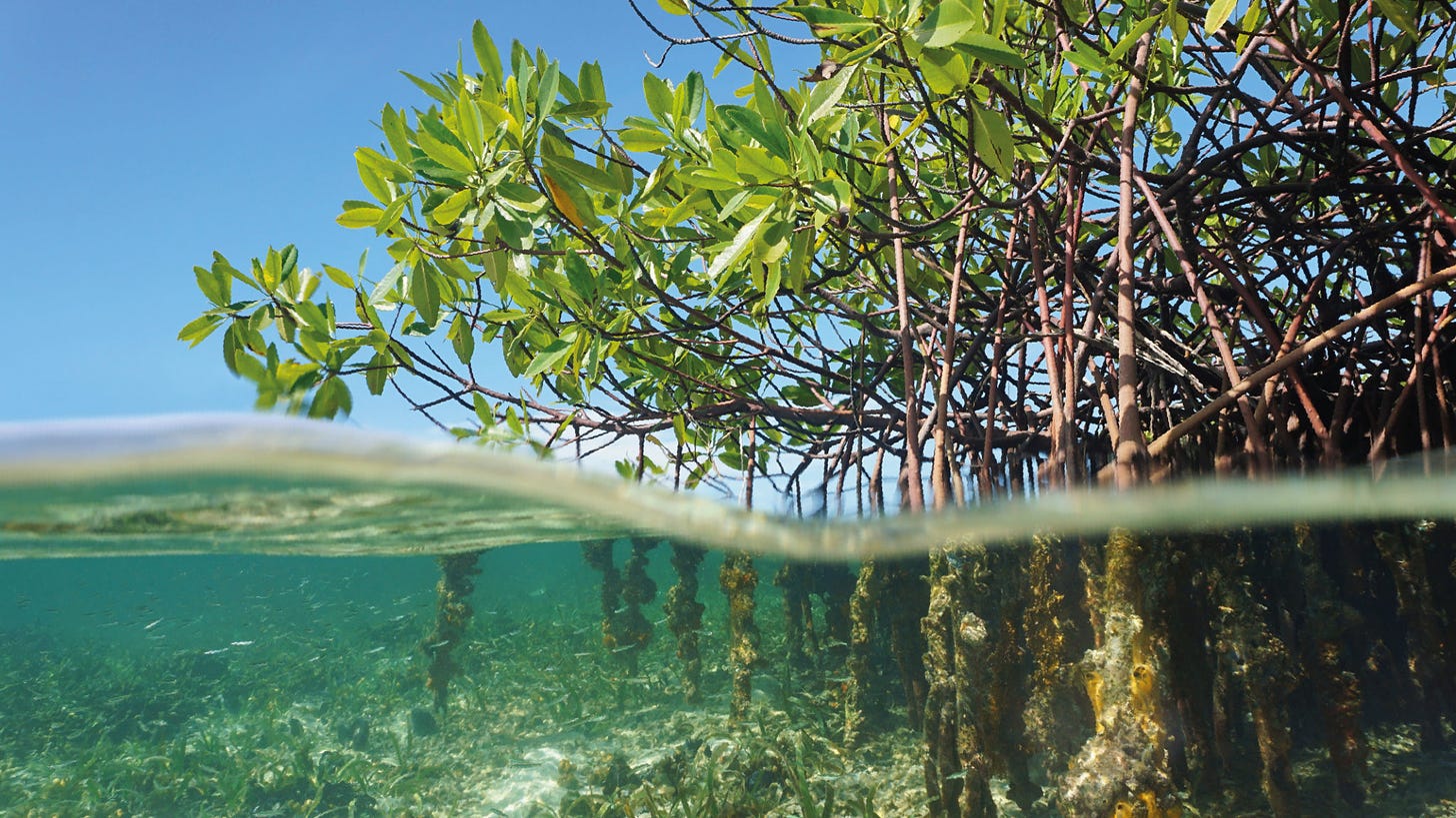 The State of the World's Mangroves 2022 - Wetlands International