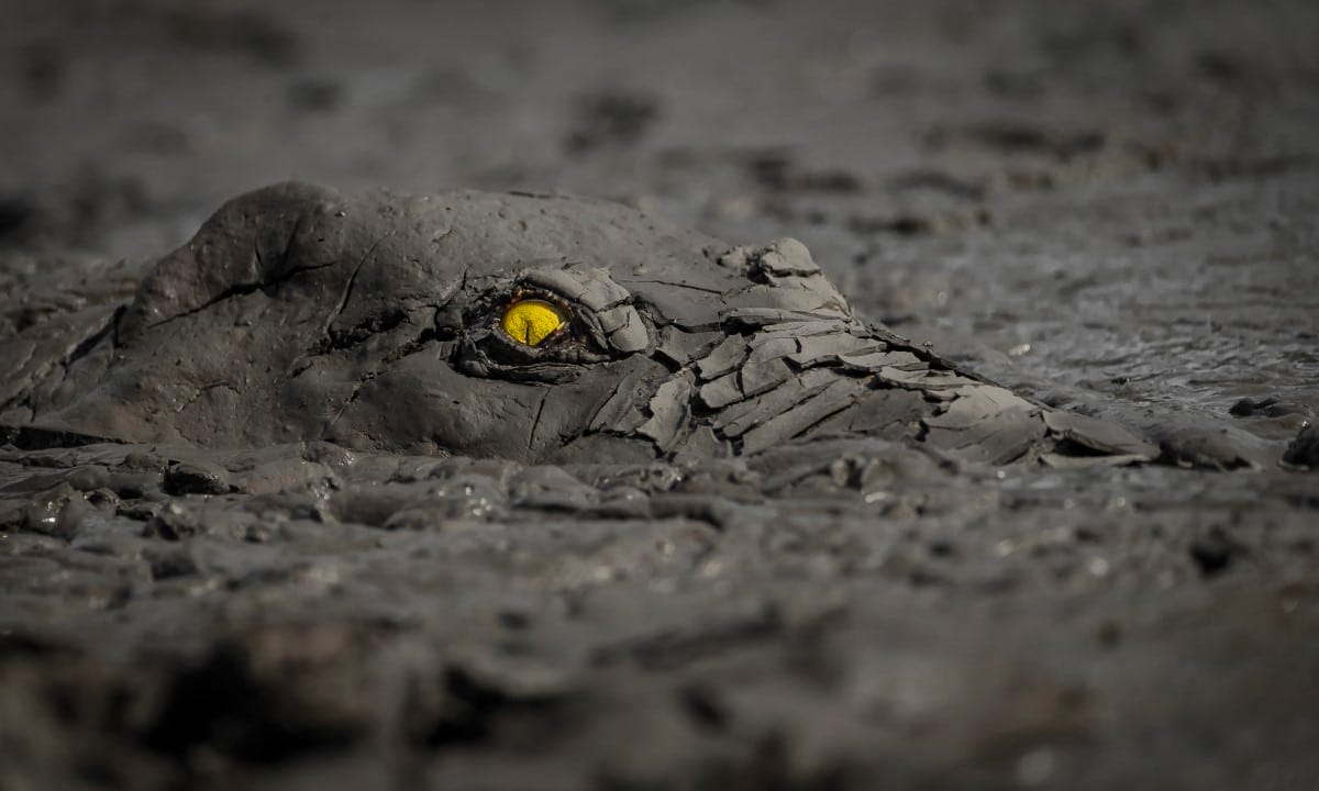 Crocodile emerging from the mud in Zimbabwe