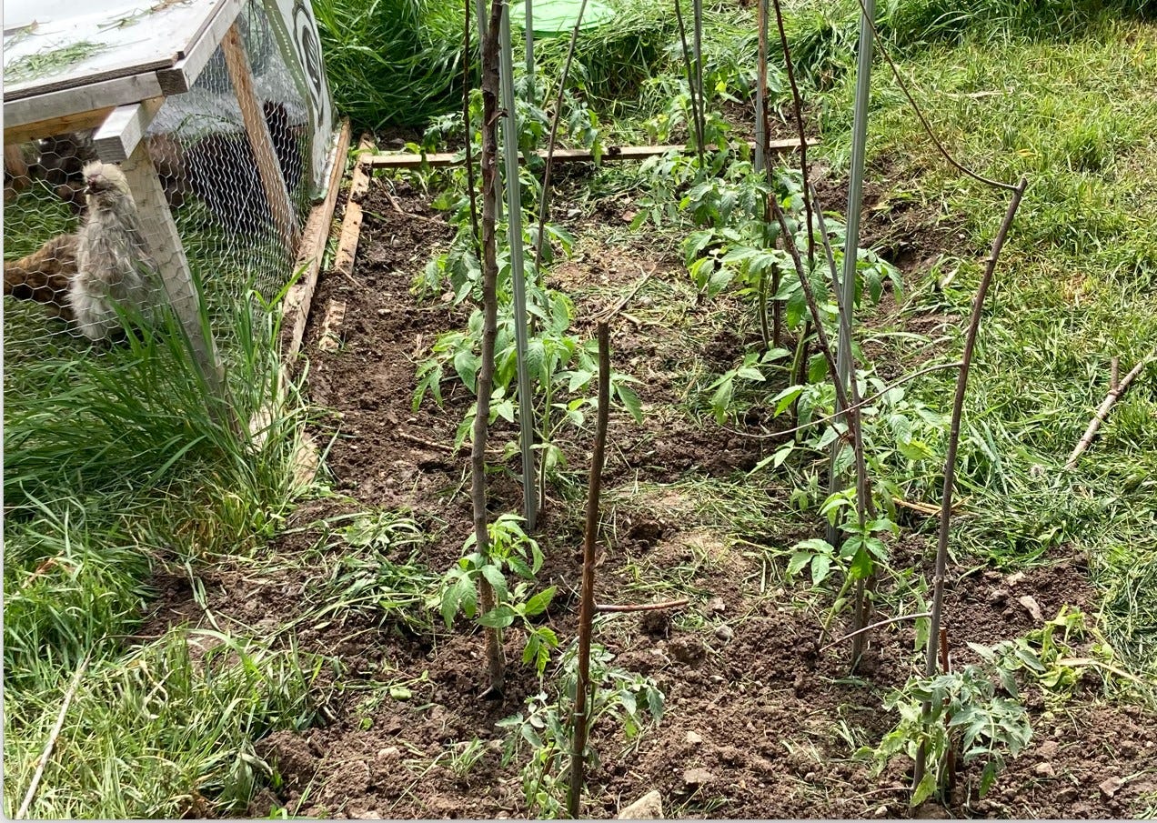 Garden row planted with staked tomatoes