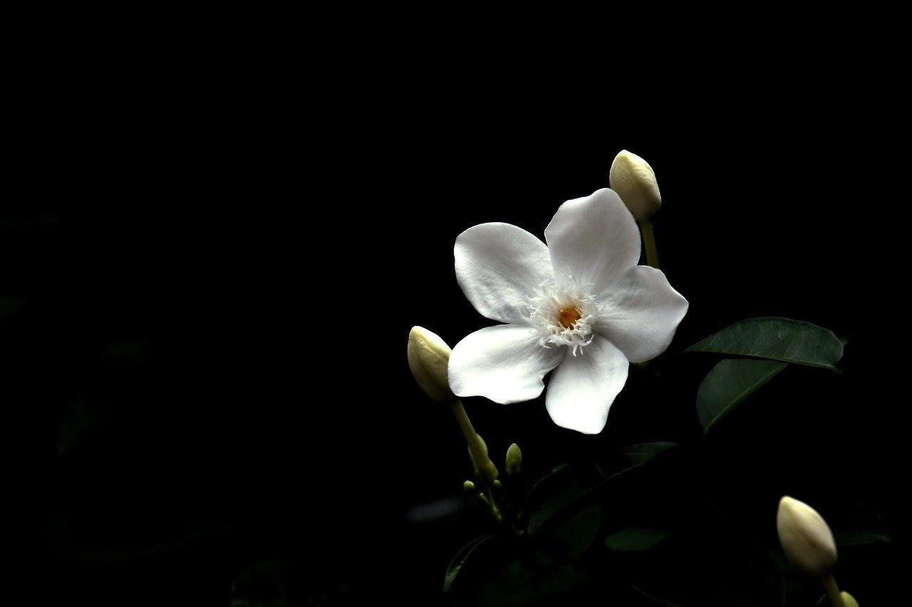 400,000+ Jasmine Flower Images & Pictures in HD - Pixabay